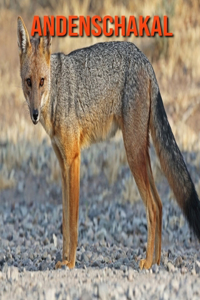 Andenschakal