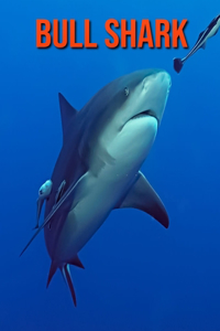 Bull Shark