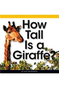 How Tall Is a Giraffe?