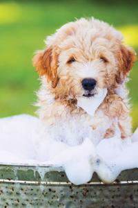 Cute Dog August Notebook & Journal. Productivity Work Planner & Idea Notepad