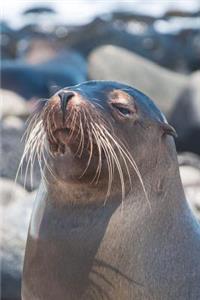 Portrait of a Galapagos Sea Lion Journal