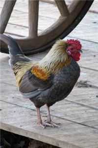 Rooster on the Farm Journal