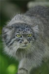 Pallas Cat Manul Journal