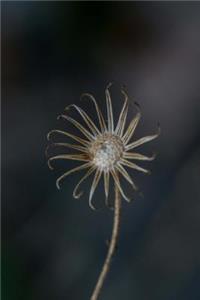 A Simple Solitary Dried Flower Nature Journal