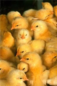 Farm Journal Cute Baby Yellow Spring Chicks