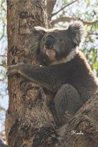 Koala