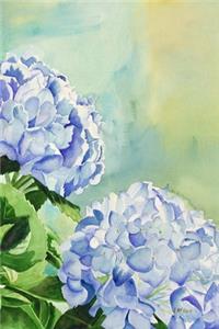 Blue Hydrangeas