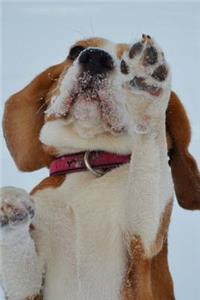Beagle Wants Inside Journal