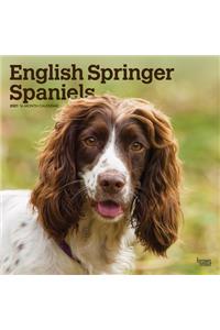 English Springer Spaniels International Edition 2021 Square Btuk