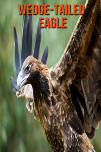 Wedge-Tailed Eagle: Fun Learning Facts About Wedge-Tailed Eagle