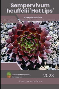 Sempervivum heuffelii 'Hot Lips'