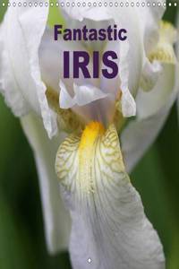 Fantastic Iris 2016