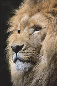 Lion Portrait Journal
