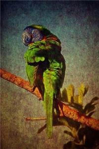 Rainbow Lorikeet