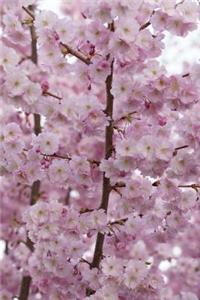 Pink Cherry Blossoms in the Spring Journal