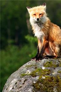 Journal Red Fox Sitting On Rock