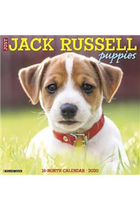 Just Jack Russell Puppies 2020 Wall Calendar (Dog Breed Calendar)