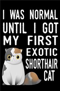 I Was Normal Until I Got My First Exotic Shorthair Cat
