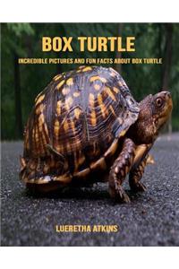 Box Turtle