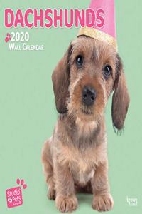 DACHSHUNDS 2020 SQUARE WALL CALENDAR STU