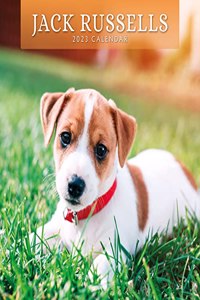 JACK RUSSELLS 2023 SQUARE WALL CALENDAR
