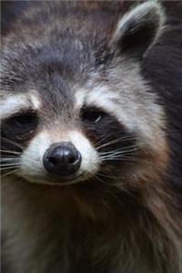 Super Cute Trash Panda Raccoon Journal