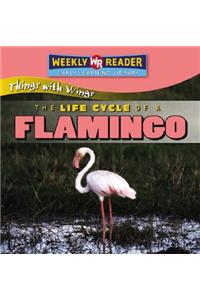 The Life Cycle of a Flamingo