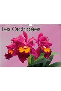 Orchidees 2018