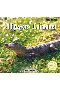 Alligators / Caimanes