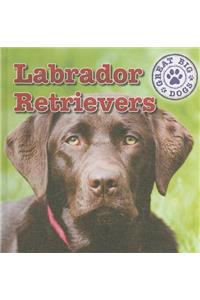 Labrador Retrievers