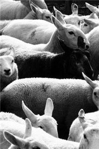 Black Sheep of the Family Journal