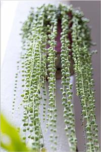 Cascading Bright Green String of Pearls Potted Plant Succulent Journal