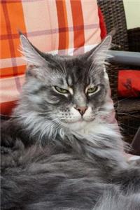 Fluffy Gray and White Maine Coon Cat Does Not Want to be Bothered Journal