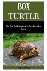 Box Turtle