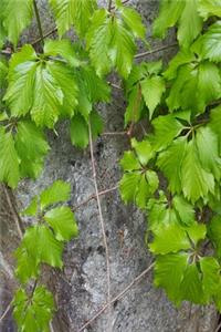 2020 Weekly Planner Springtime Vine Leaves 134 Pages