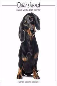 Dachshund Studio 2021 Wall Calendar