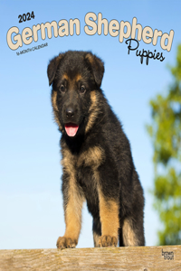 German Shepherd Puppies 2024 Square