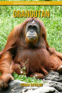 Orangutan