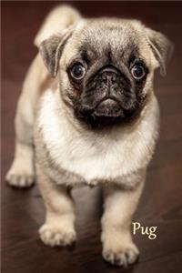 Pug