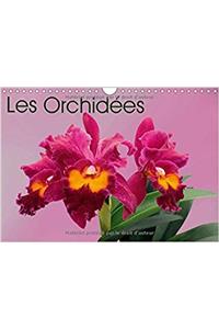 Orchidees 2017