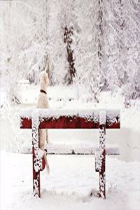 Dog on Snowy Bench Deluxe Boxed Holiday Cards