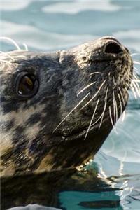 Cool Close Up of a Seal Animal Journal