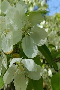 Journal Springtime Flowering Trees