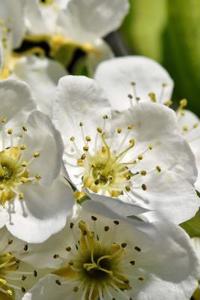 Apple Blossoms Notebook