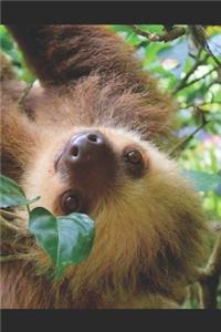 Sloth Journal