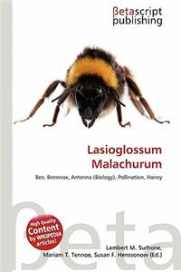 Lasioglossum Malachurum