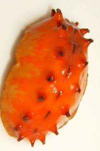 Cryptoconchus Porosus (Butterfly Chiton) Journal