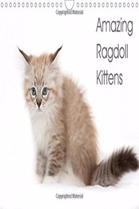 Amazing Ragdoll Kittens 2018