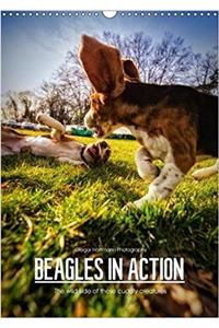 Beagles in Action 2018