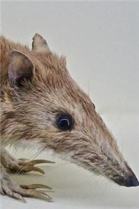Bandicoot Close Up Portrait Australia Journal